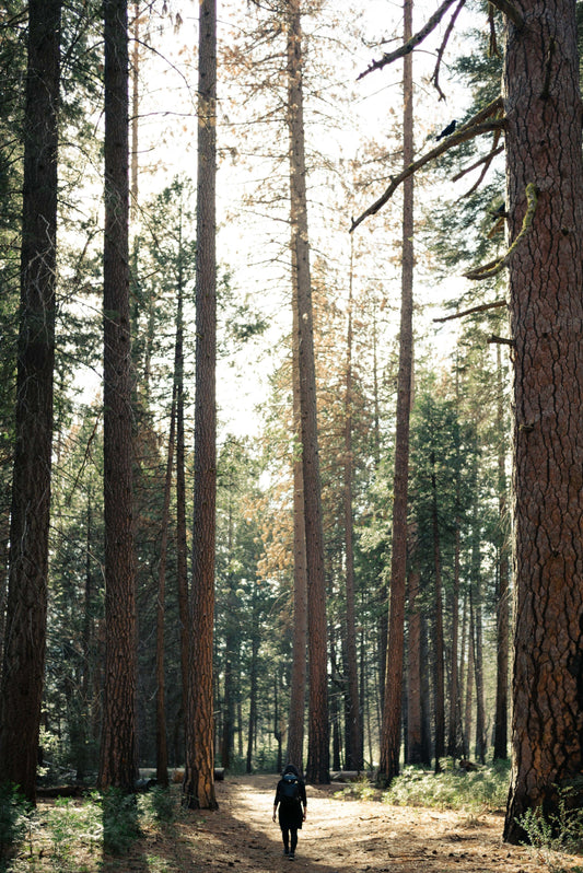 BC forest where pacific coast soap works gets inspired