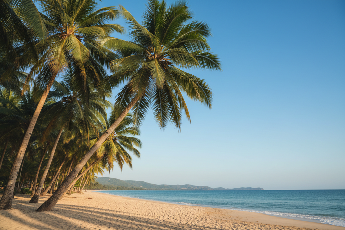 palm trees sandy beach ocean