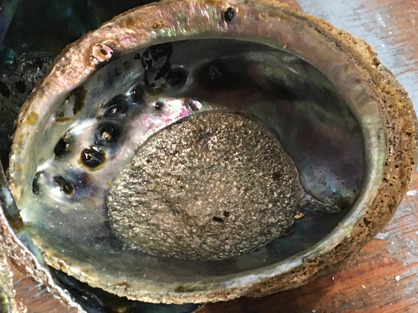 abalone shell